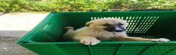 Meticcio cani in regalo: 3 mix pastori 3mesi mollati e salvati.SOS CASA SUD - Annuncio 10