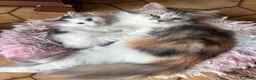 Siberiano gatti in vendita: Noralee gattina siberiana ipoallergenica - Annuncio 2