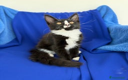 Maine Coon gatti in vendita: Cucciola Maine coon da compagnia disponibile  a Provincia di Novara - Immagine 4