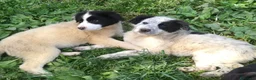 Meticcio cani in regalo: CUCCIOLI CERCANO CASA  a Provincia di Varese - Annuncio 4