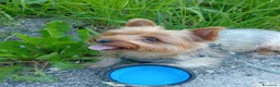 Yorkshire cani per accoppiamento: Maschio per accoppiamento, cerco femmina a Provincia di Asti - Annuncio 10