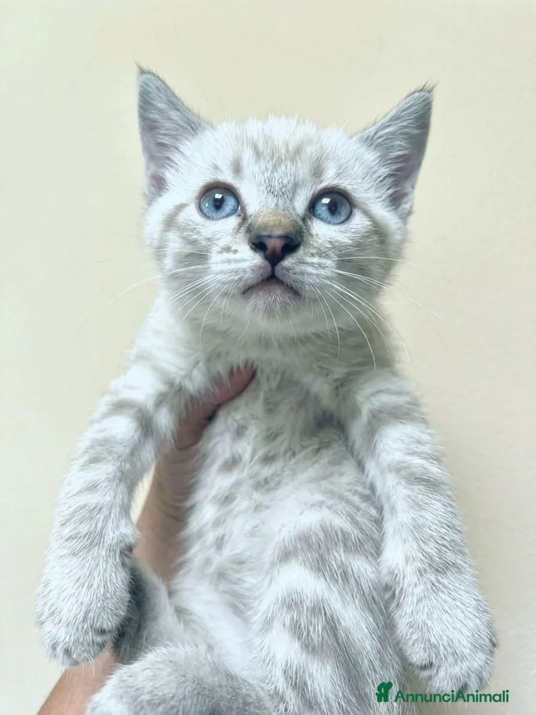 Siamese gatti in vendita: Gattini siamesi tabby  - Annuncio 2