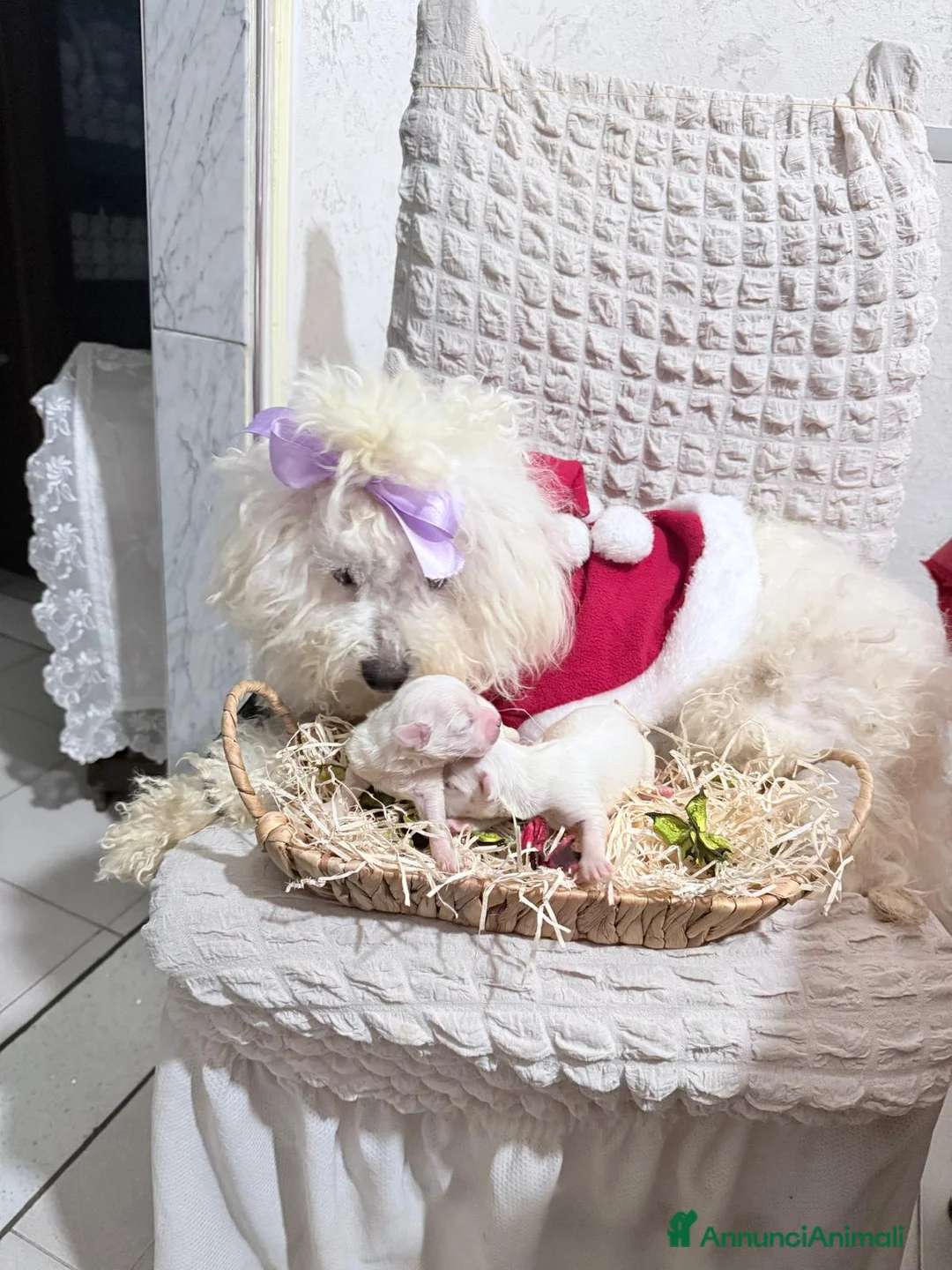 Maltese cani in vendita: Cucciolo maltese razza pura manto bianco - Annuncio 7