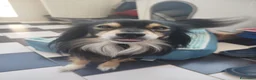 Meticcio cani in regalo: Meticcio  - Annuncio 2
