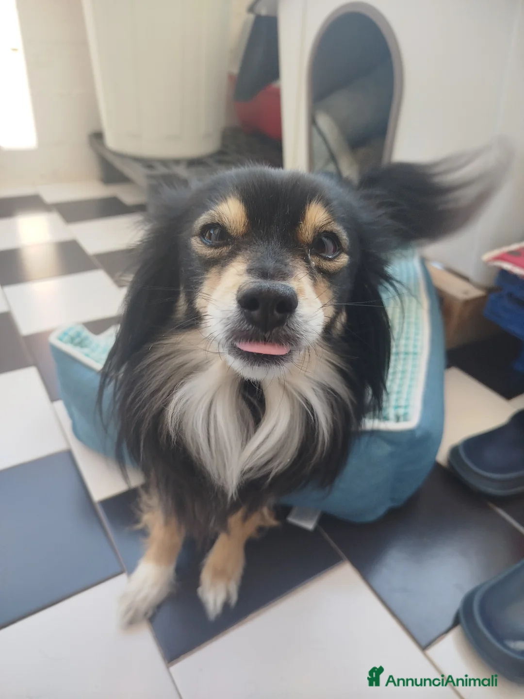 Meticcio cani in regalo: Meticcio  - Annuncio 2