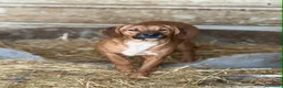 Meticcio cani in regalo: TOM & TINO, buffissimi cuccioli orecchie lunghe! - Annuncio 8