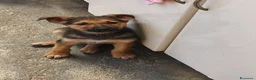 Meticcio cani in regalo: Koda è rimasto solo - Annuncio 4