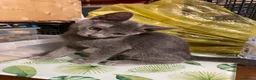 Europeo gatti in regalo: Meravigliosi gattini! a Provincia di Chieti - Annuncio 5