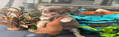 Chihuahua 3