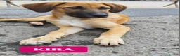 Meticcio cani in regalo: MERAVIGLIE CERCANO CASA - Annuncio 6