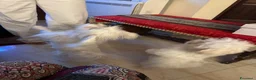 Maltese cani in vendita: Maltese Mini Toy  - Annuncio 7