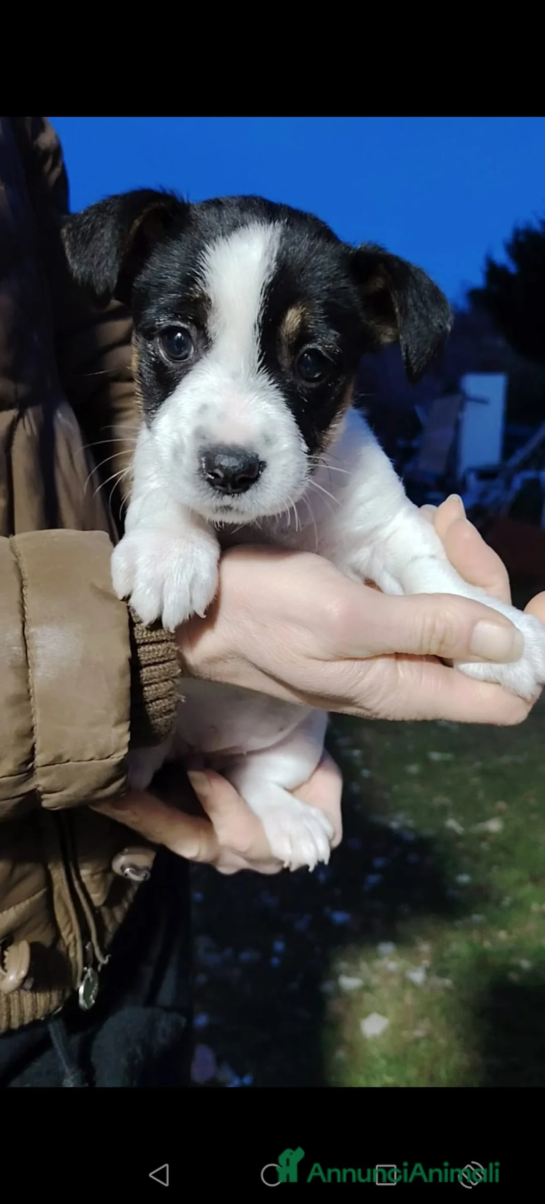 Jack Russell cani in vendita: Jack russell zampa corta  - Annuncio 2
