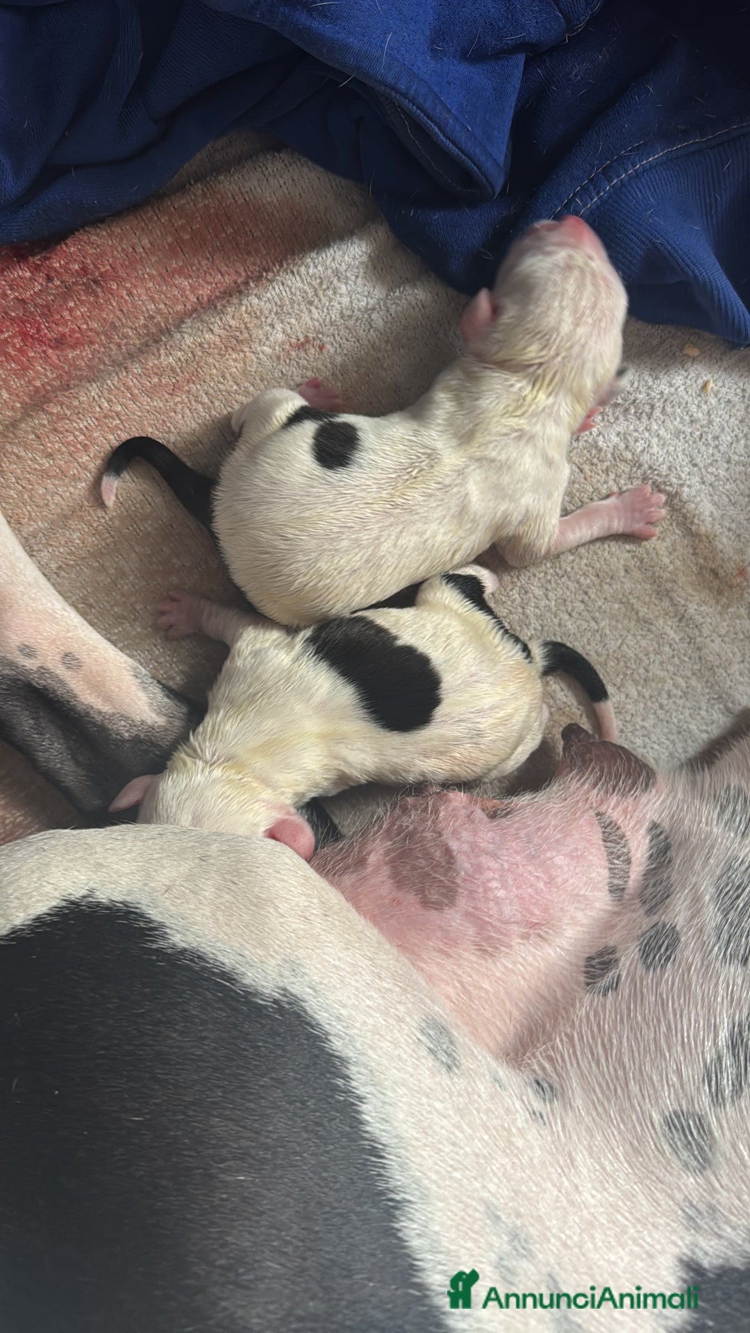 Pitbull cani in vendita: Cuccioli di pitbull  - Annuncio 9