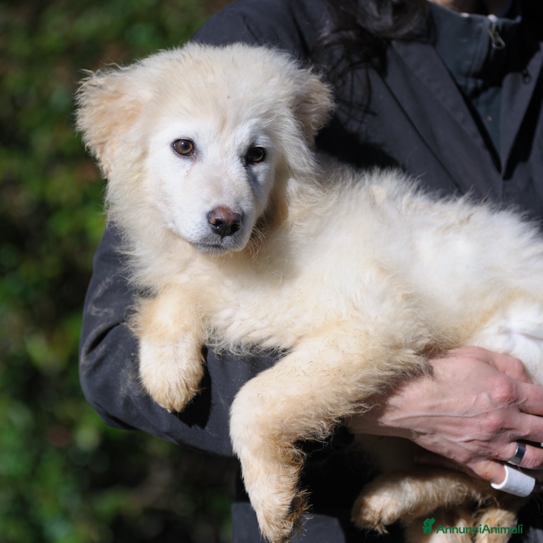 Meticcio cani ADALGISA - Annuncio 3