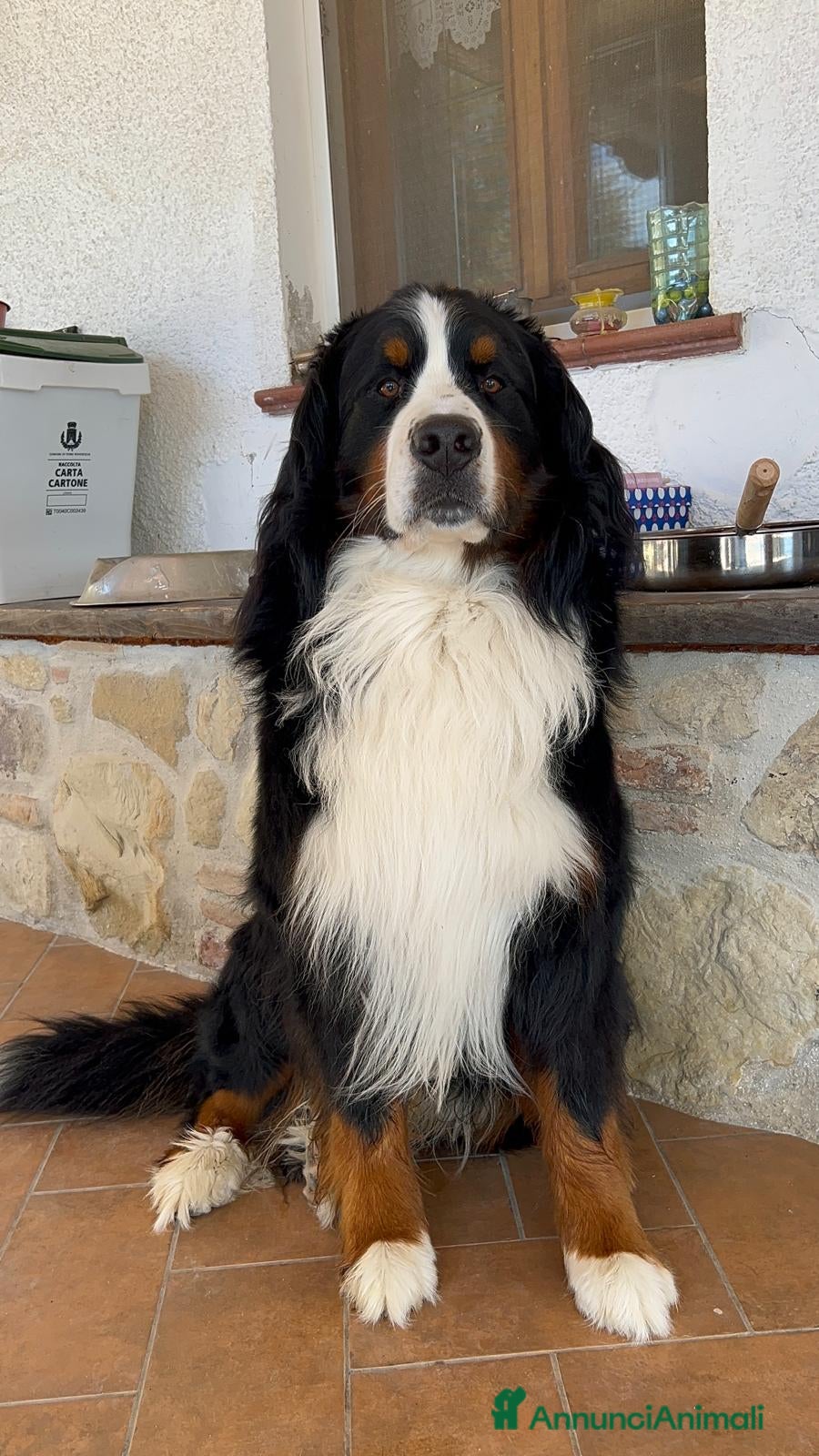 Bovaro del Bernese cani ARON Bovaro del Bernese - Annuncio 2