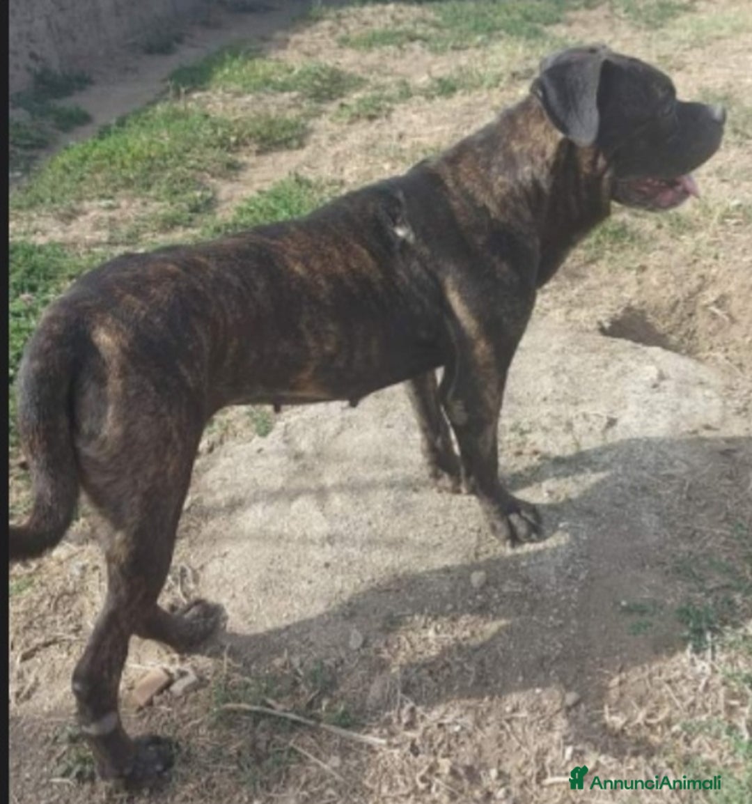 Meticcio cani in regalo: Molossa mix Pit/Corso tigrata triste in box.SALERN a Città metropolitana di Milano - Annuncio 4