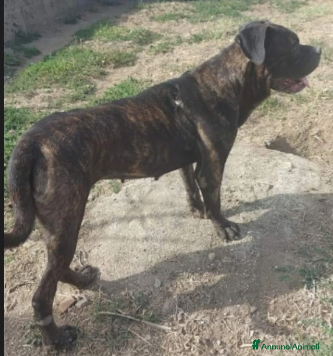 Meticcio cani in regalo: Molossa mix Pit/Corso tigrata triste in box.SALERN a Città metropolitana di Milano - Annuncio 4