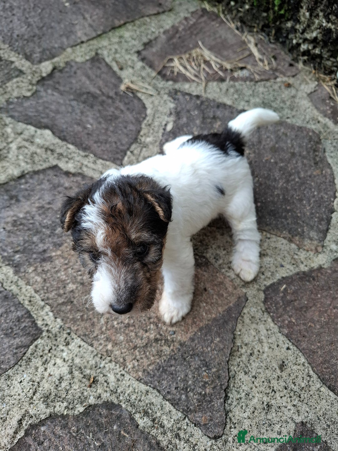 Fox Terrier cani in vendita: vendita cuccioli fox terrier - Annuncio 6