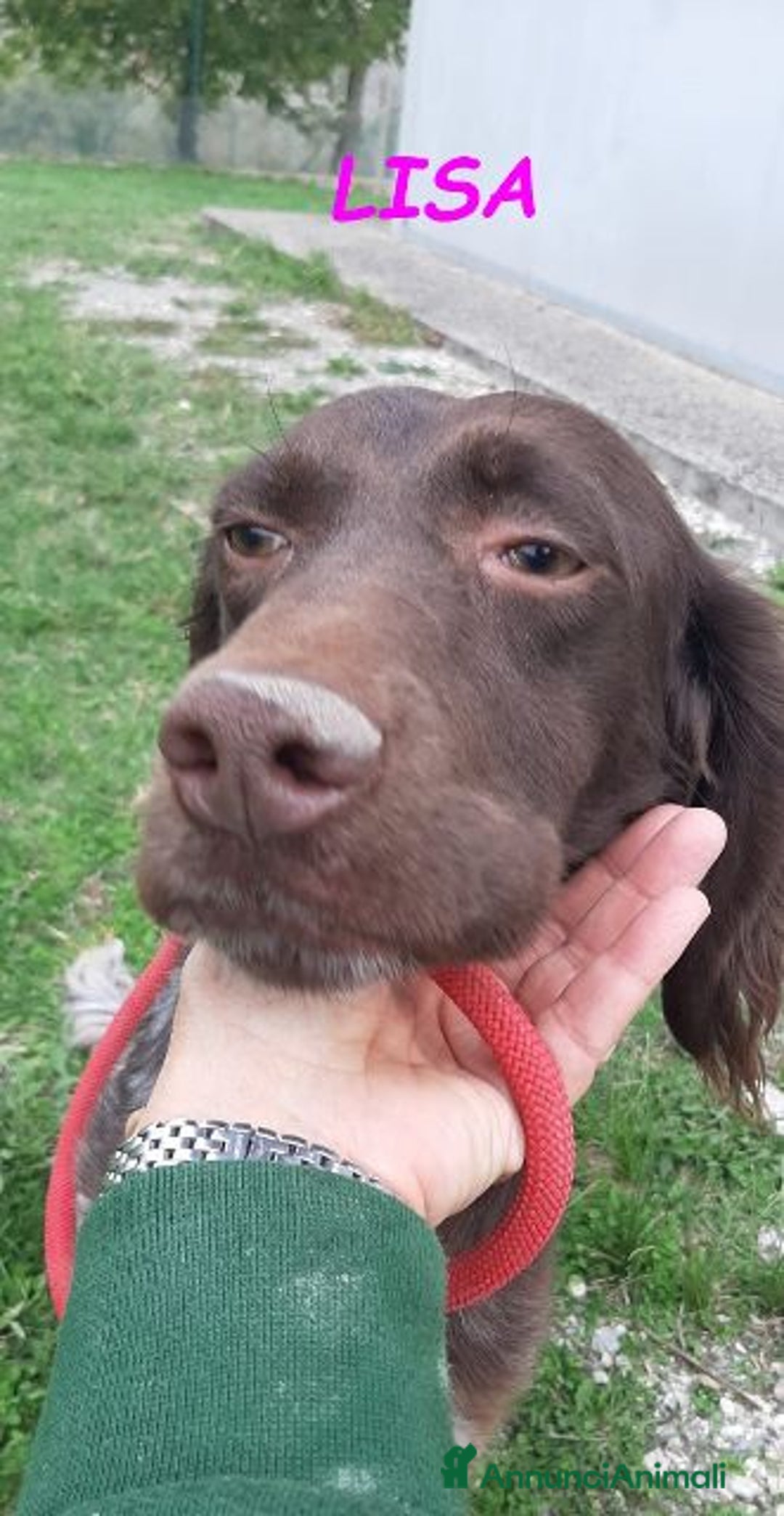 Meticcio cani in regalo: LISA timida setterina di 2 anni - Annuncio 4