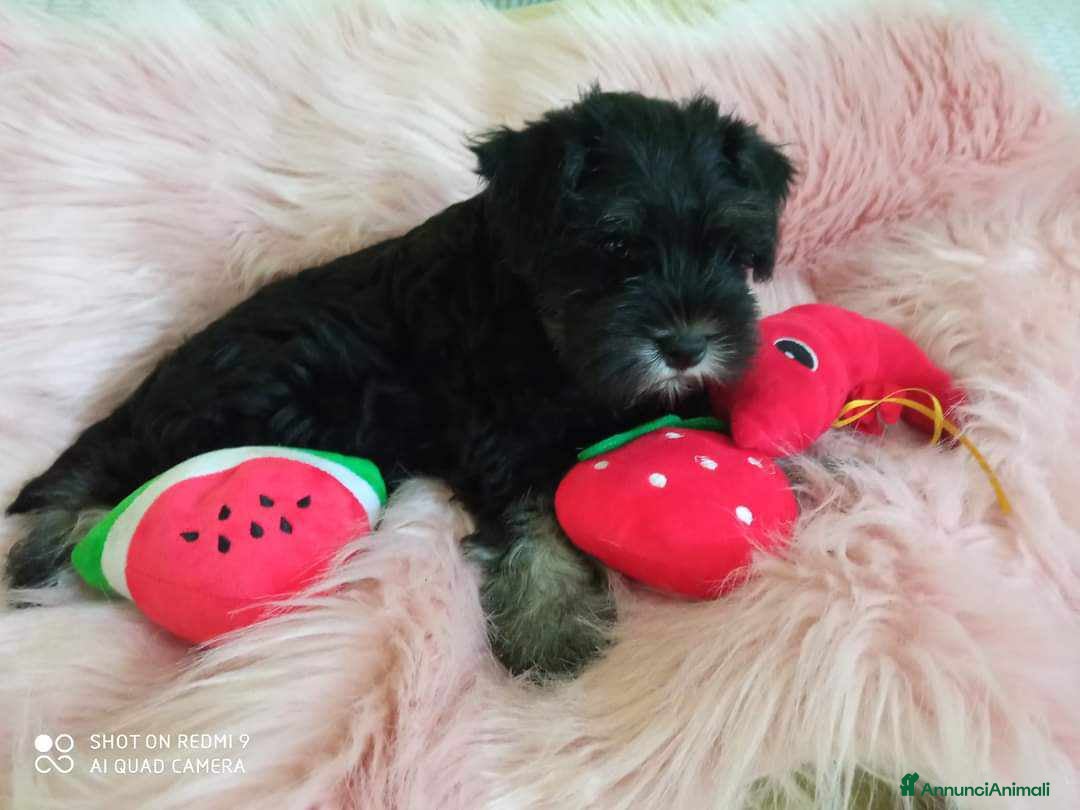 Mini Schnauzer cani in vendita: Cuccioli Schnauzer Nano Nero Argento a Province of Varese - Annuncio 10