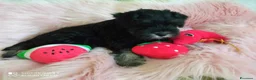 Mini Schnauzer cani in vendita: Cuccioli Schnauzer Nano Nero Argento - Annuncio 10