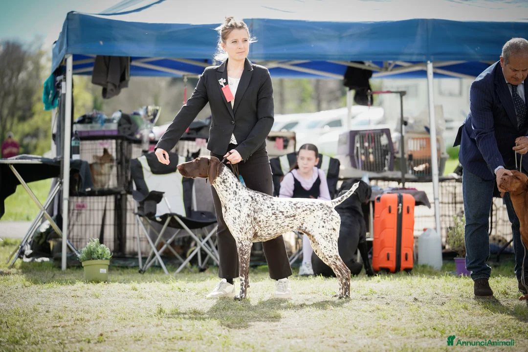 Kurzhaar cani in vendita: Cucciolata alta genealogia Kurzhaar  - Annuncio 12