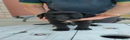 Cane Corso cani in vendita: Splendidi cuccioli di Cane Corso  a Provincia di Padova - Annuncio 8