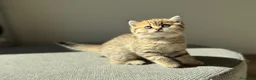 Scottish gatti in vendita: Scottish fold&straihgt - Annuncio 9