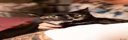 Europeo gatti in regalo: Gattini in adozione  a Provincia di Padova - Annuncio 2