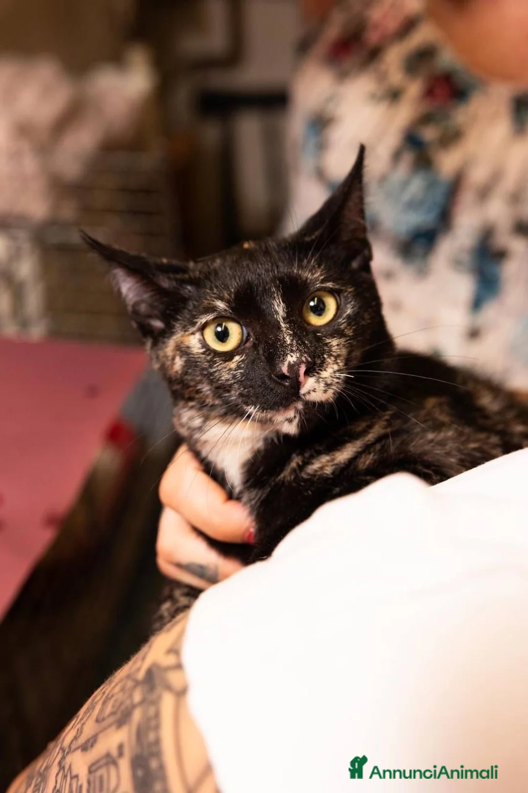Europeo gatti in regalo: Gattini in adozione  a Provincia di Padova - Annuncio 2