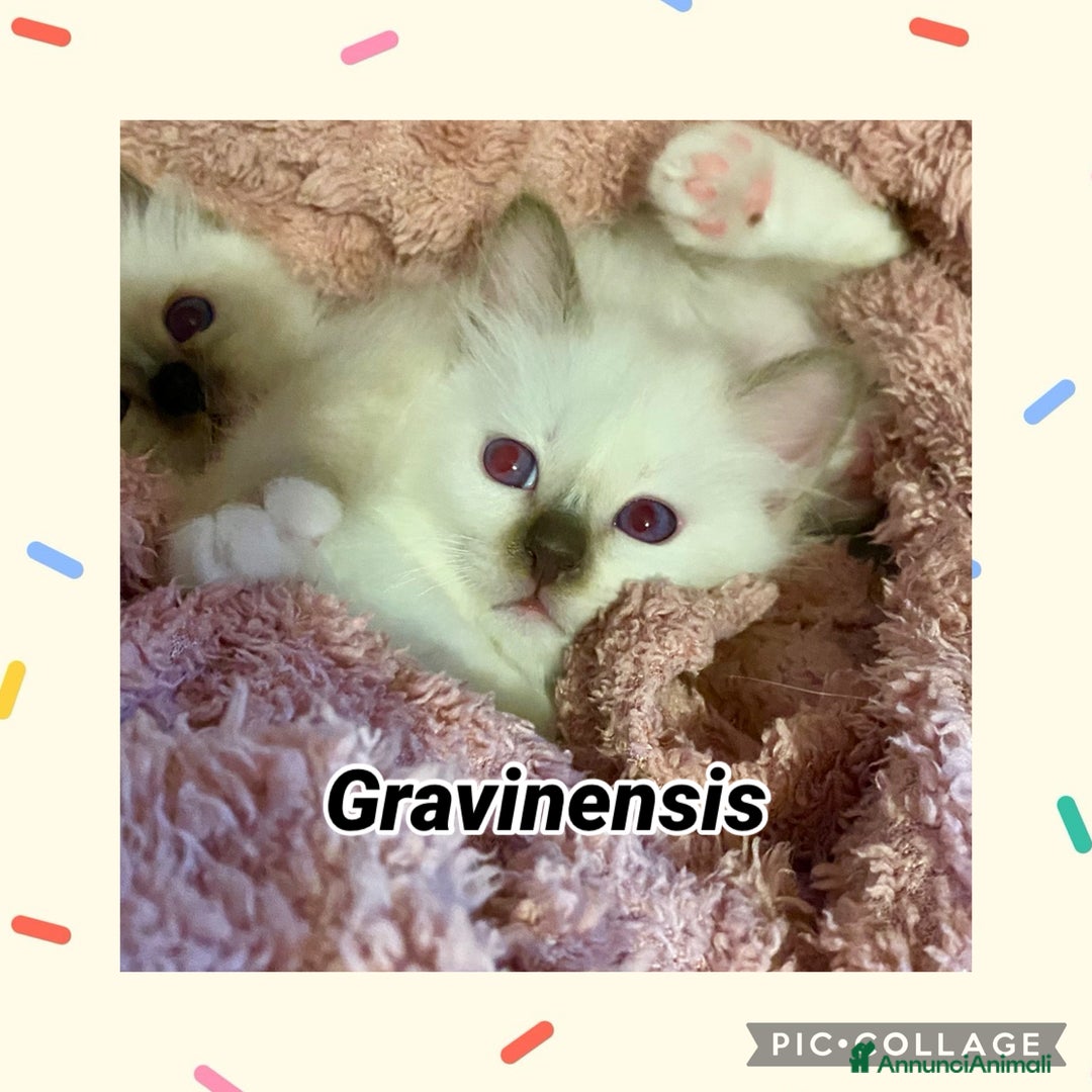 Sacro di Birmania gatti in vendita: Disponibili cuccioli Birmani – alleva enfi wcf - Annuncio 6