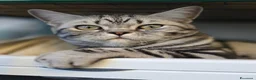 British gatti in vendita: British Shorthair con pedigree  - Annuncio 6