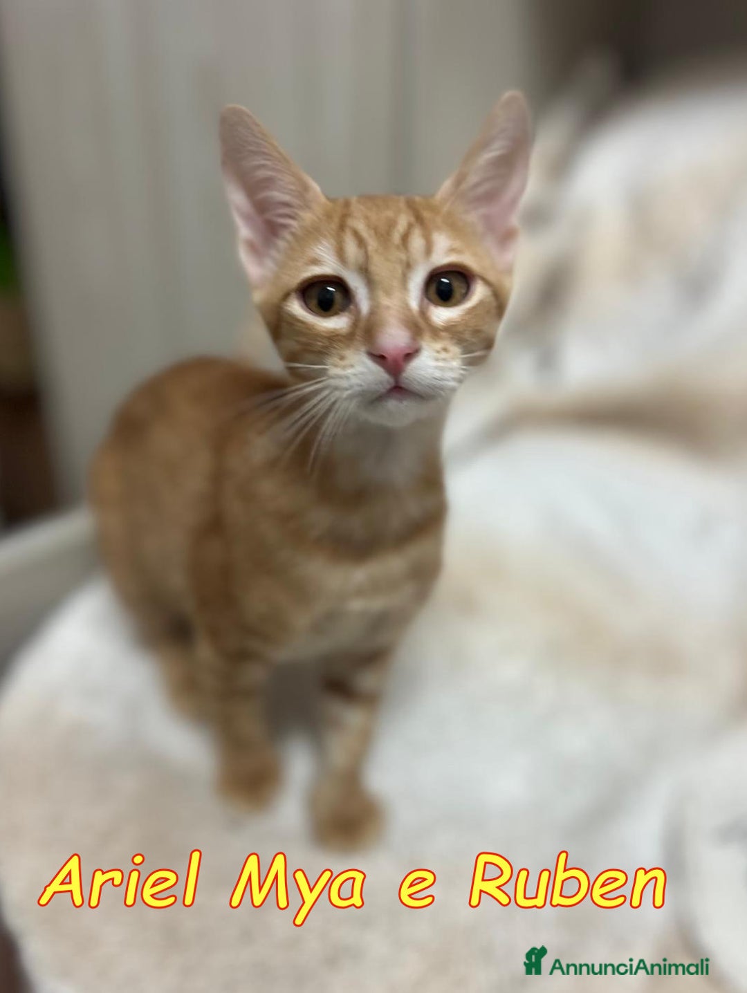 Europeo gatti in regalo: TRE GATTINI DOLCISSIMI CERCANO CASA - Annuncio 15