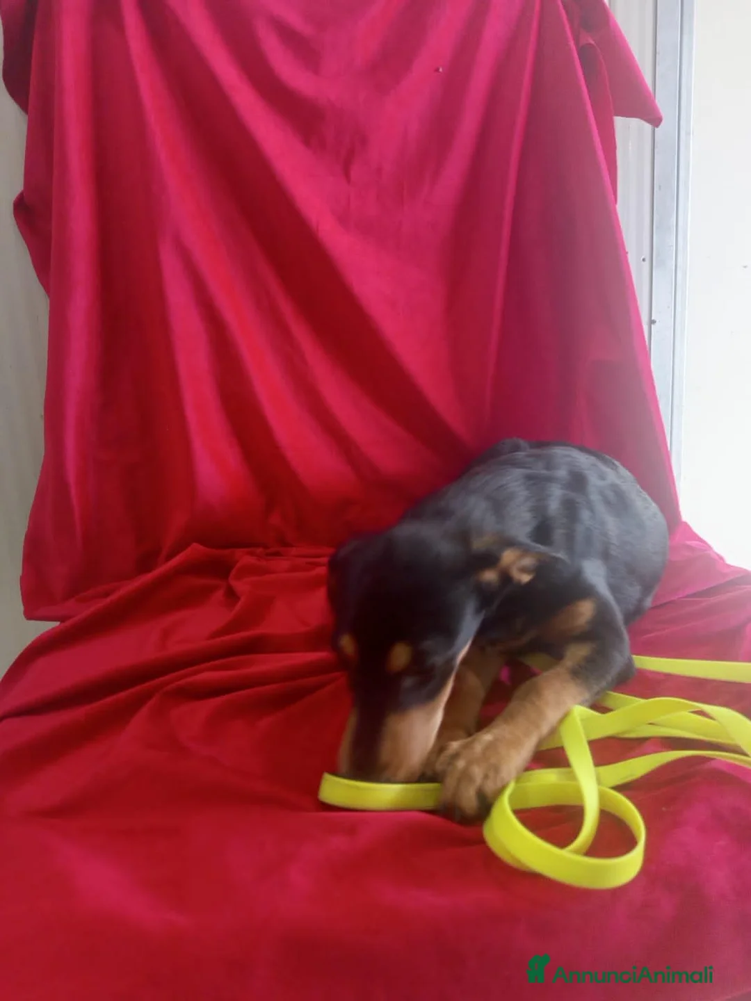 Meticcio cani in regalo: RITA  - Annuncio 2