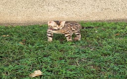 Bengala gatti in vendita: Cucciola Bengala 🥰 - Annuncio 8