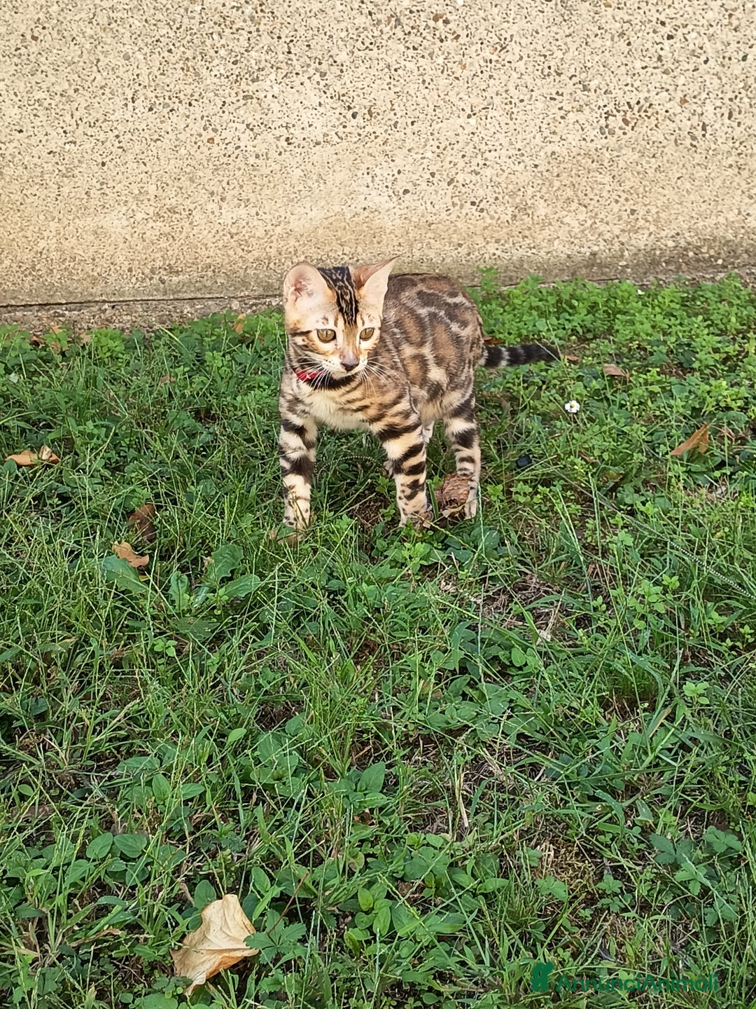Bengala gatti in vendita: Cucciola Bengala 🥰 - Annuncio 8