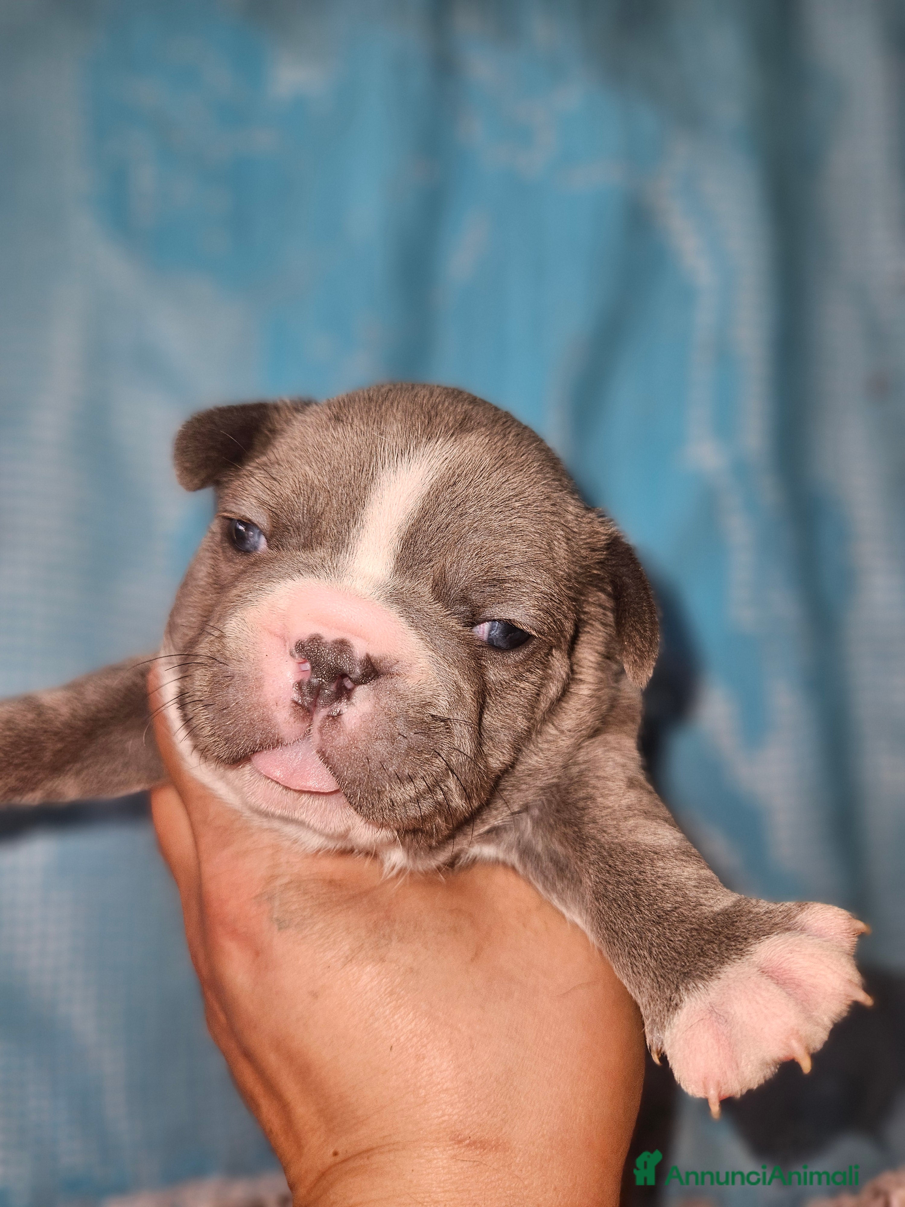 Bulldog Francese cani Bulldog francese esotici - Annuncio 1