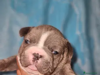 Bulldog Francese cani Bulldog francese esotici - Annuncio 1