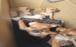 Meticcio cani in vendita: Chiuawa/pincher  a Città metropolitana di Roma Capitale - Immagine 3