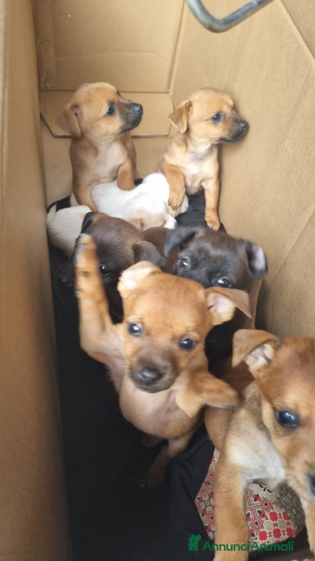 Meticcio cani in vendita: Chiuawa/pincher  a Città metropolitana di Roma Capitale - Immagine 3