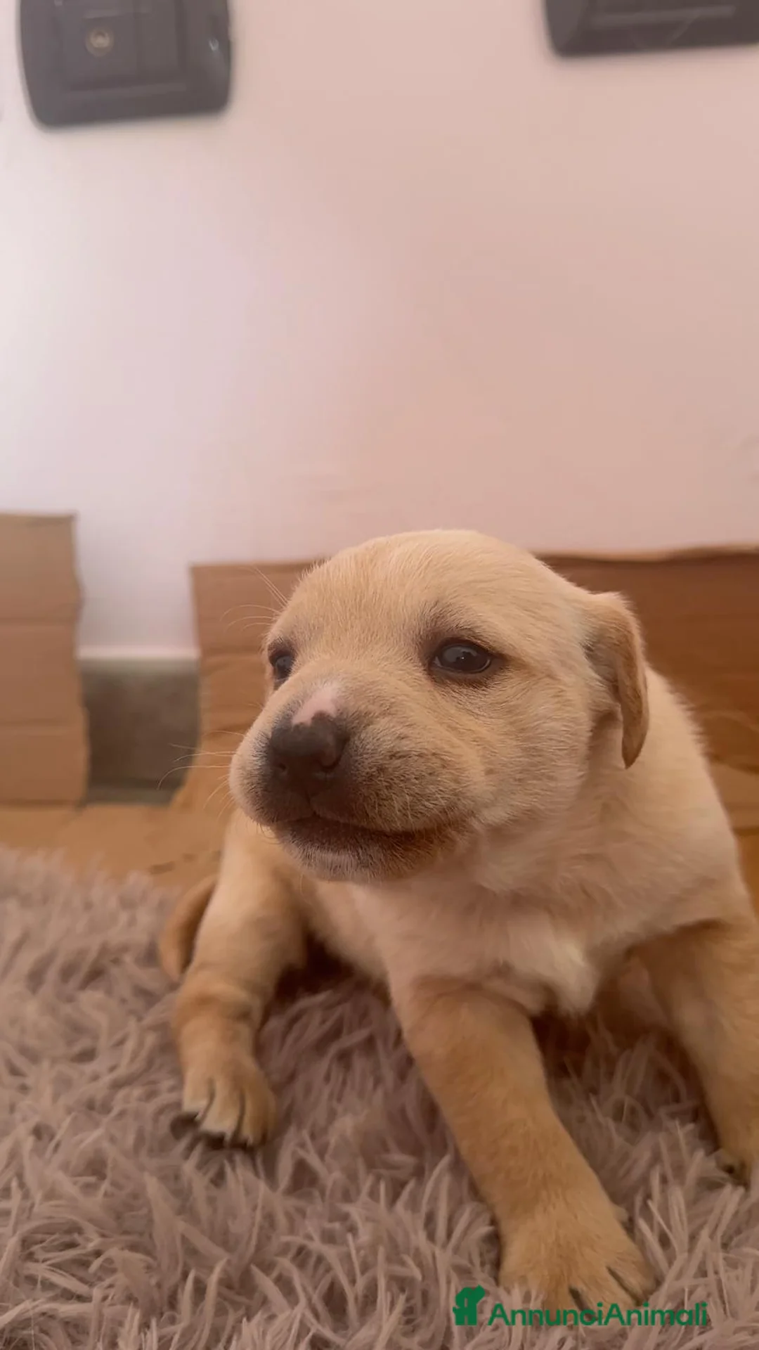 Meticcio cani in regalo: Cane cucciolo  a Provincia di Cosenza - Annuncio 1