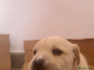 Meticcio cani Cane cucciolo - Annuncio 1