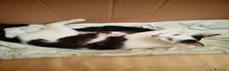 Altre razze gatti in regalo: Adorabili gattini cercano casa  a Libero consorzio comunale di Caltanissetta - Annuncio 2