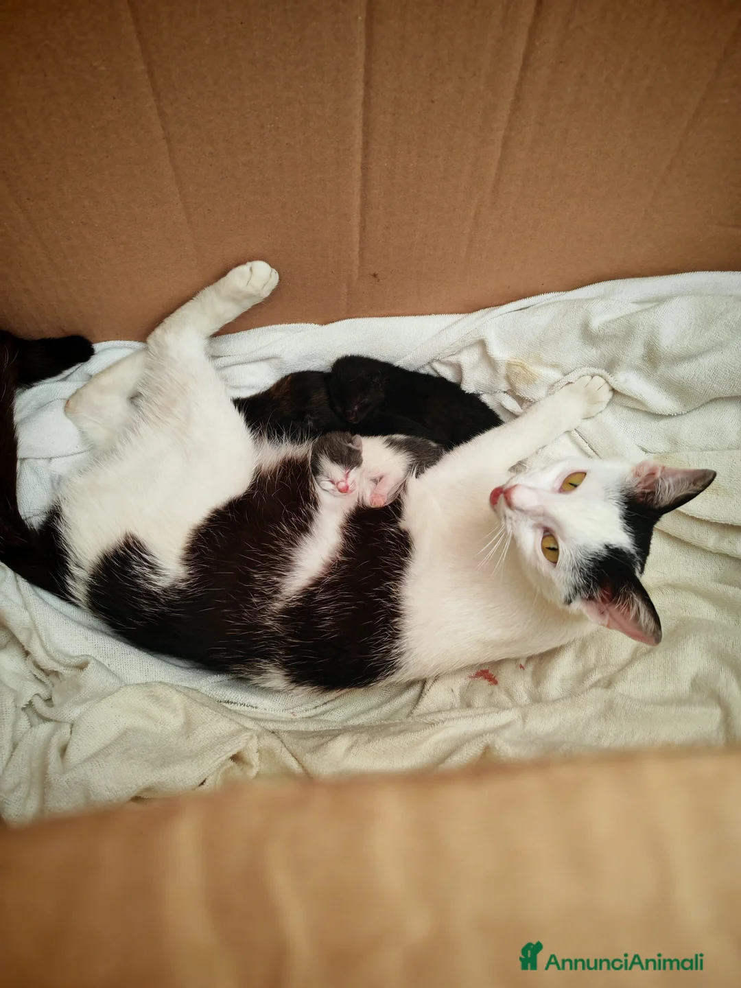 Altre razze gatti in regalo: Adorabili gattini cercano casa  a Libero consorzio comunale di Caltanissetta - Annuncio 2