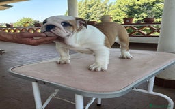 Bulldog cani in vendita: Cucciola bulldog  a Provincia di Latina - Immagine 2