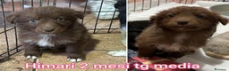 Meticcio cani in regalo: CUCCIOLI BISOGNOSI: URGENTE - Annuncio 4