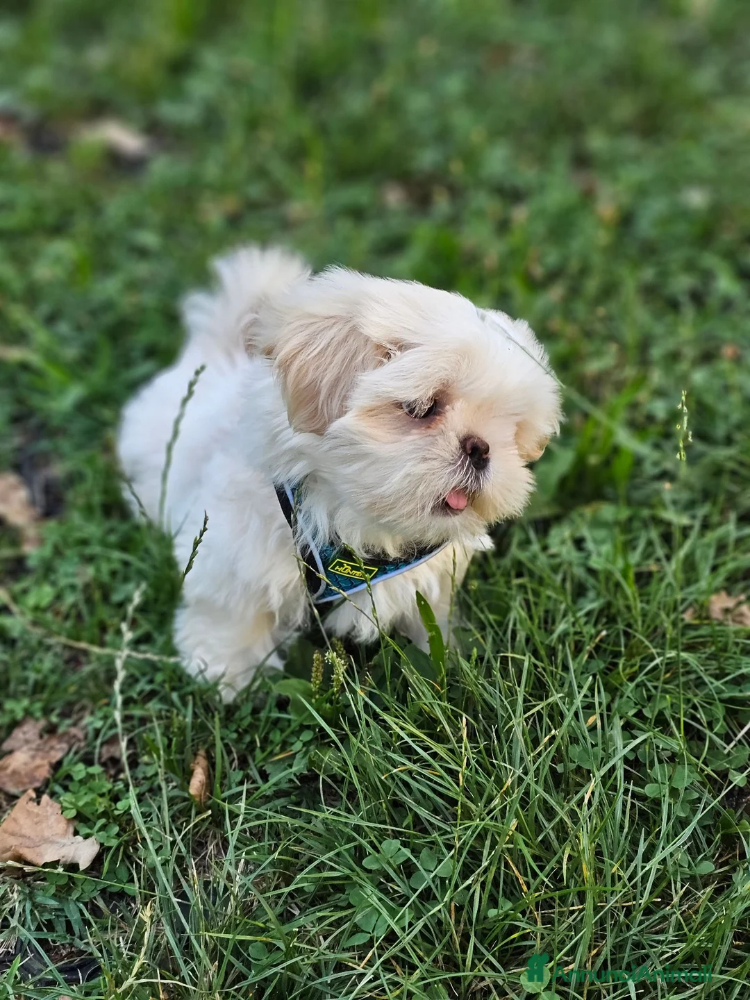 Shih Tzu cani in vendita: Shih Tzu - Annuncio 2