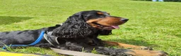 Cocker cani per accoppiamento: Cocker Nero Focato a Provincia di Vicenza - Annuncio 4