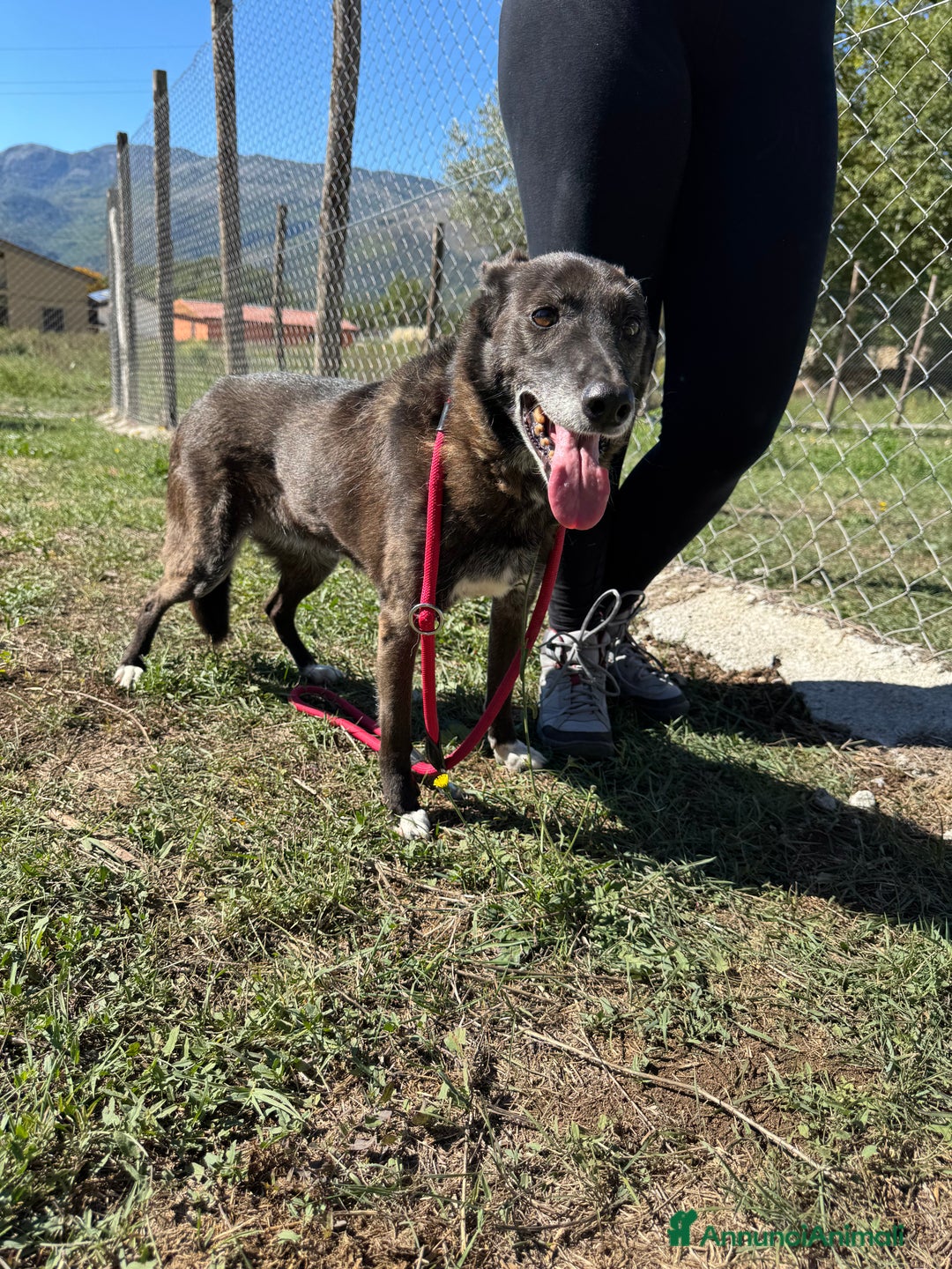 Meticcio cani in regalo: Capucine è in Cajile da 12 anni!!! - Annuncio 3