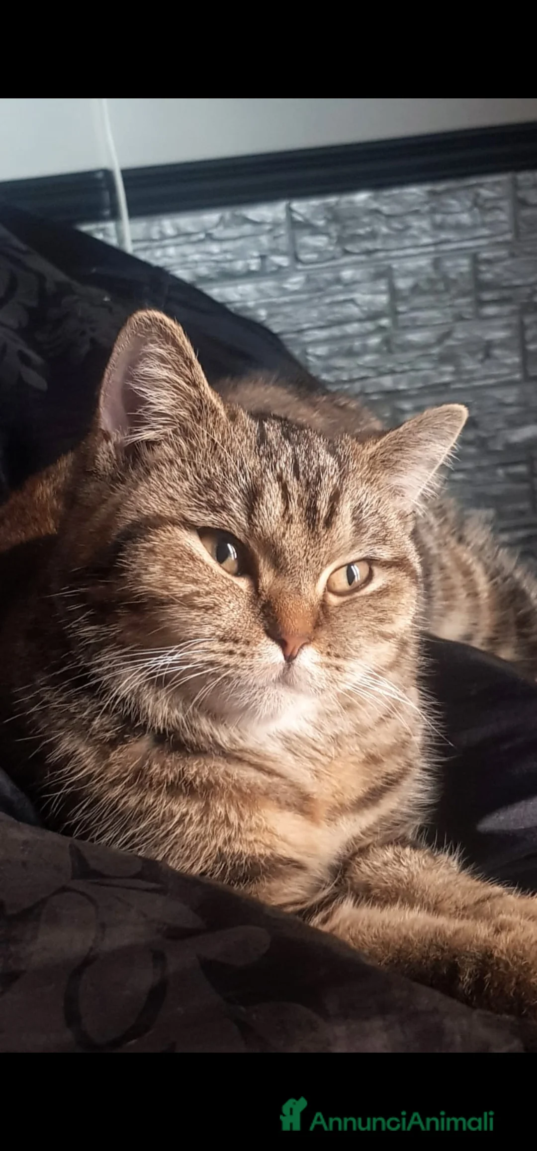 Scottish gatti in regalo: Scottish straight in regalo - Annuncio 6